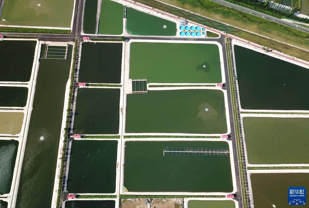 山东微山县:俯瞰生态鱼塘美如调色板_新浪财经_新浪网
