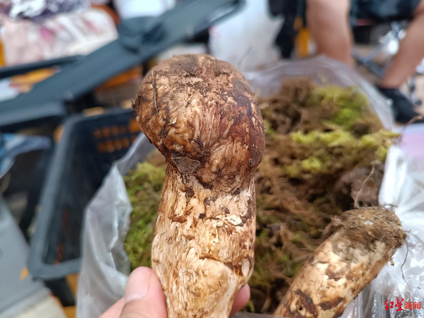 “菌中之王”松茸的濒危之路：今年价格暴涨但产量却创新低 多地出新规保护_新浪新闻