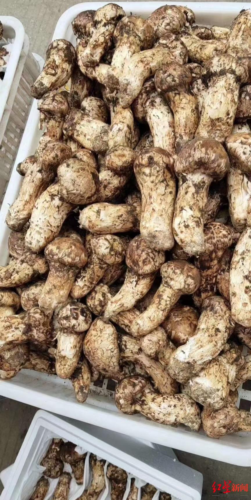 “菌中之王”松茸的濒危之路：今年价格暴涨但产量却创新低 多地出新规保护_新浪新闻
