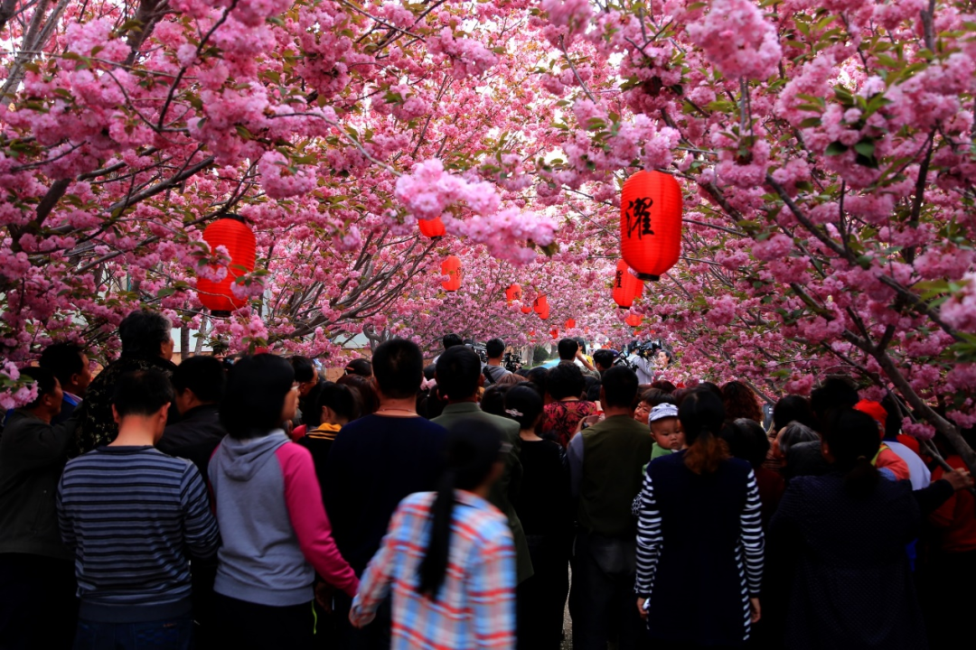 山东莱阳濯村樱花美景