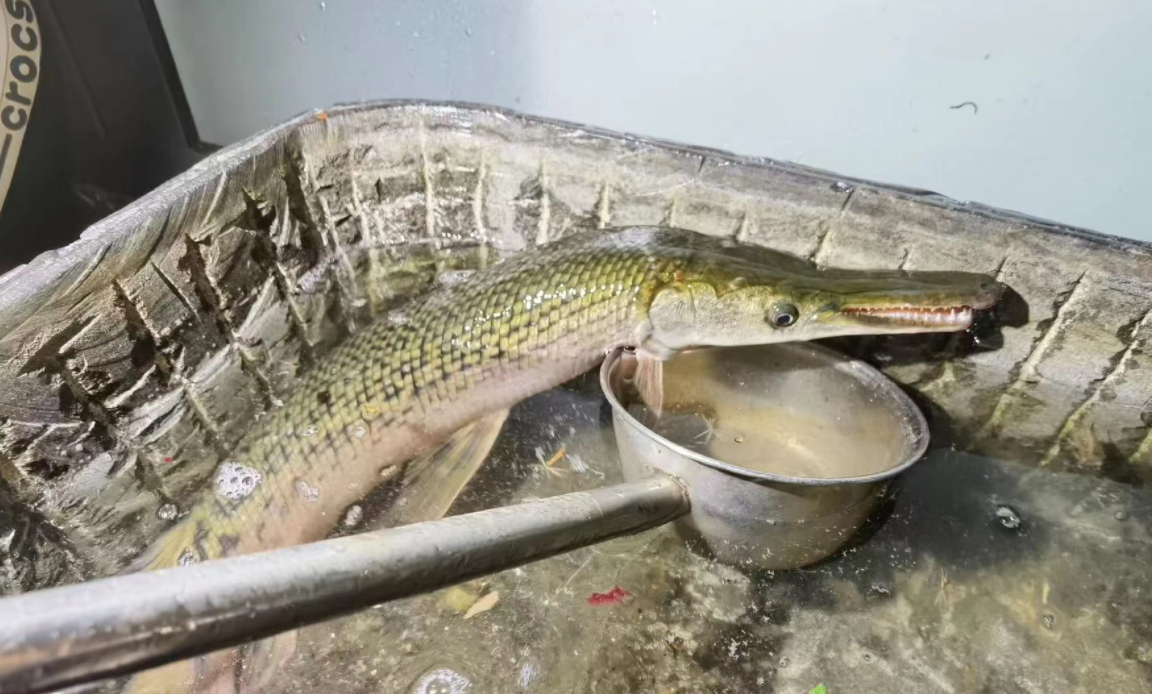 鳄雀鳝来者不善,放生有害物种就是放虎归山|鳄雀鳝_新浪财经_新浪网