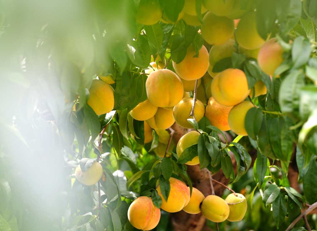 8月24日,白沟新城高桥村的黄桃园里香甜的黄桃挂满枝头.