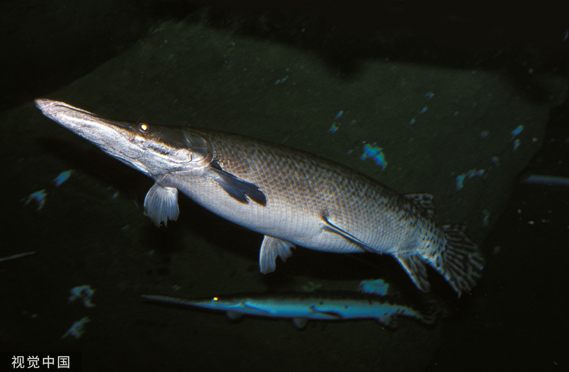 鳄雀鳝.图片来源:视觉中国