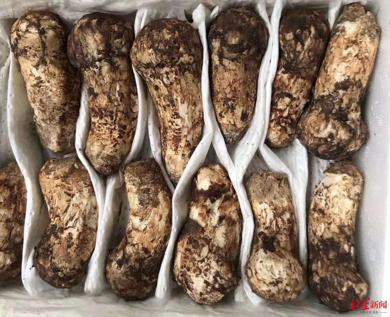 松茸为啥不建议水洗