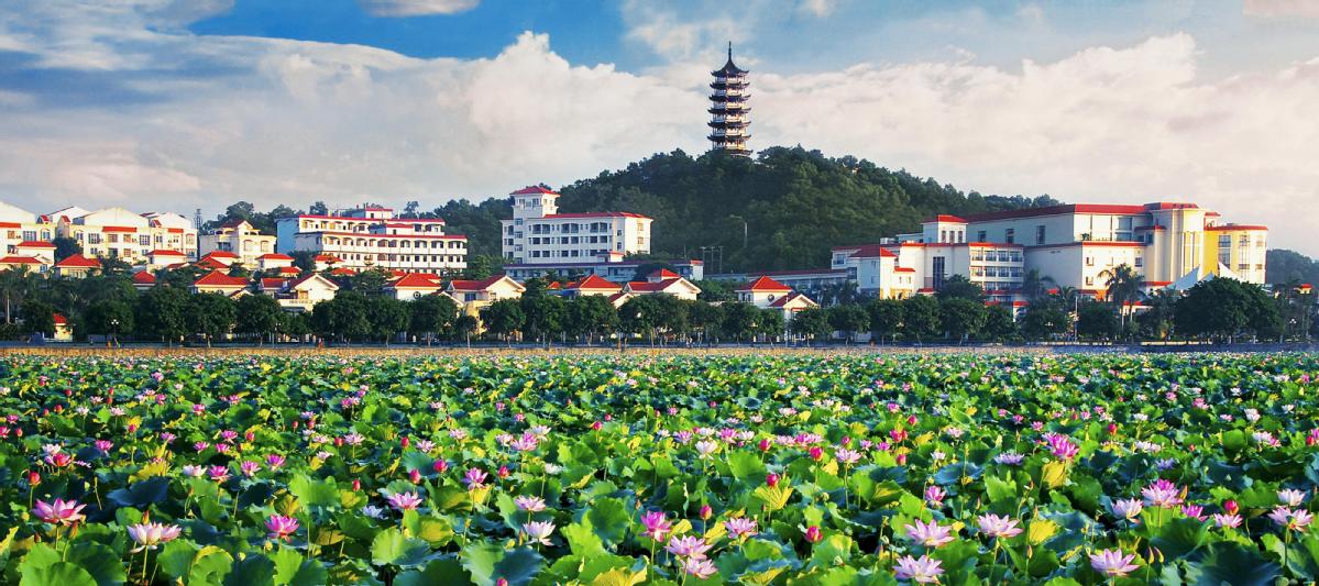 东莞桥头镇:文旅融"荷",筑起大湾区生态旅游新高地|东莞市_新浪财经