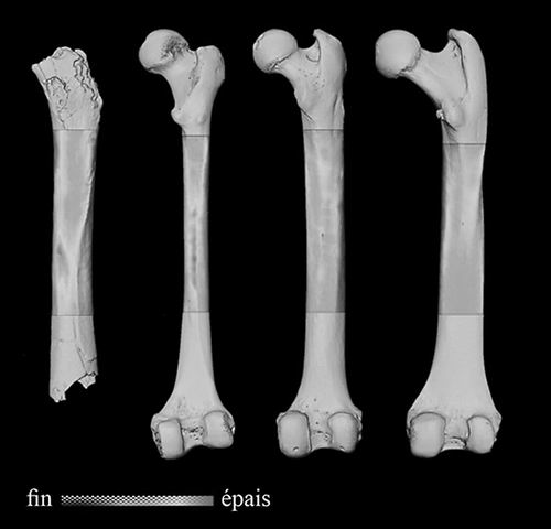 700万年前人类直立行走