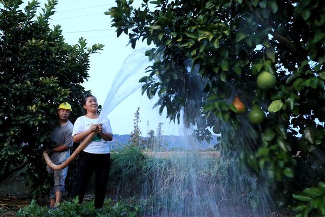 村干部给柚子浇水.廖胜春摄