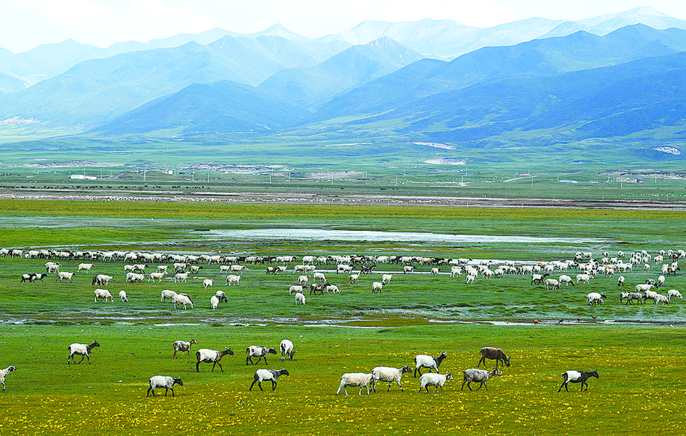 祁连山下"好画卷"|祁连山|大草原|海北藏族自治州_新浪科技_新浪网