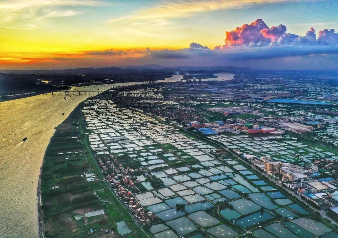 8月10日,南海区九江镇海寿岛连片的鱼塘尽显生态水乡之美.梁平/摄