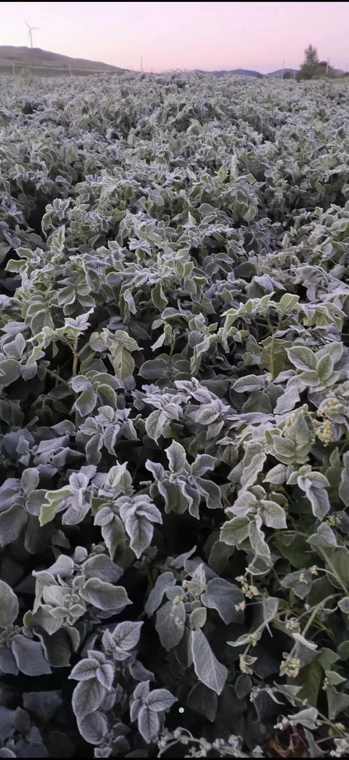 防范霜冻对农业生产的不利影响