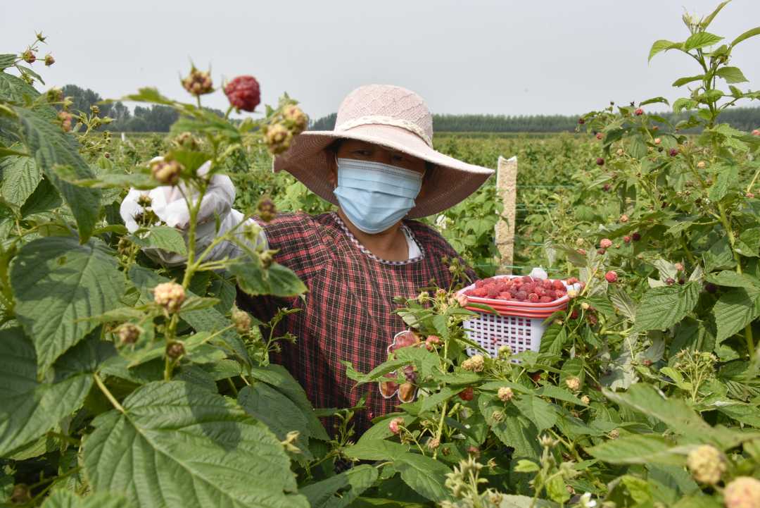 农民在树莓基地采摘树莓.宁川颉摄