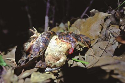 赤链蛇吞食中华蟾蜍