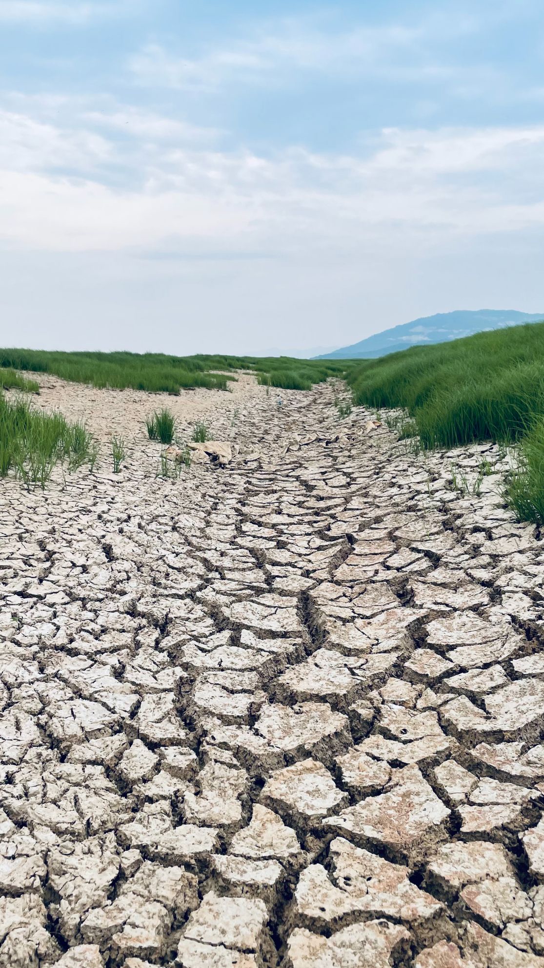 鄱阳湖床干涸龟裂的土地 时代周报记者邓宇晨摄
