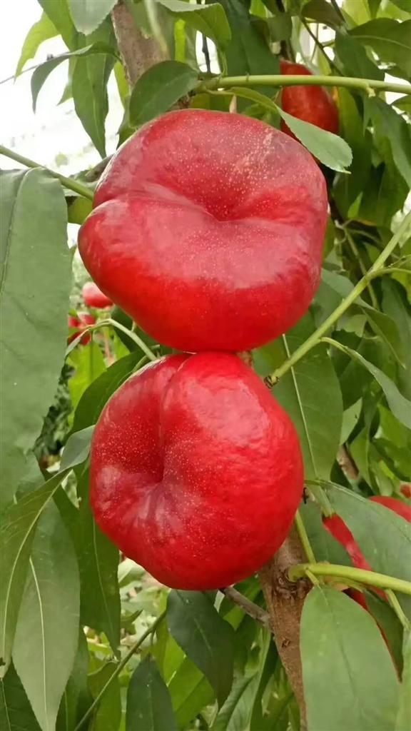 兵团种植蟠桃的主要品种