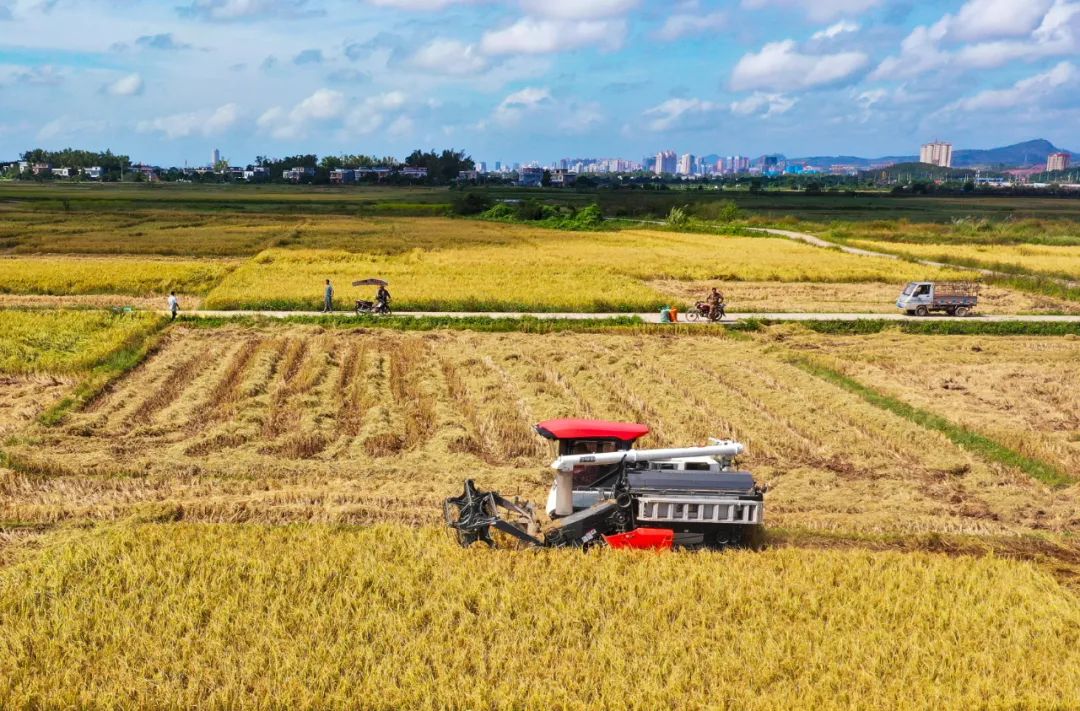 机械收割水稻.(资料图)