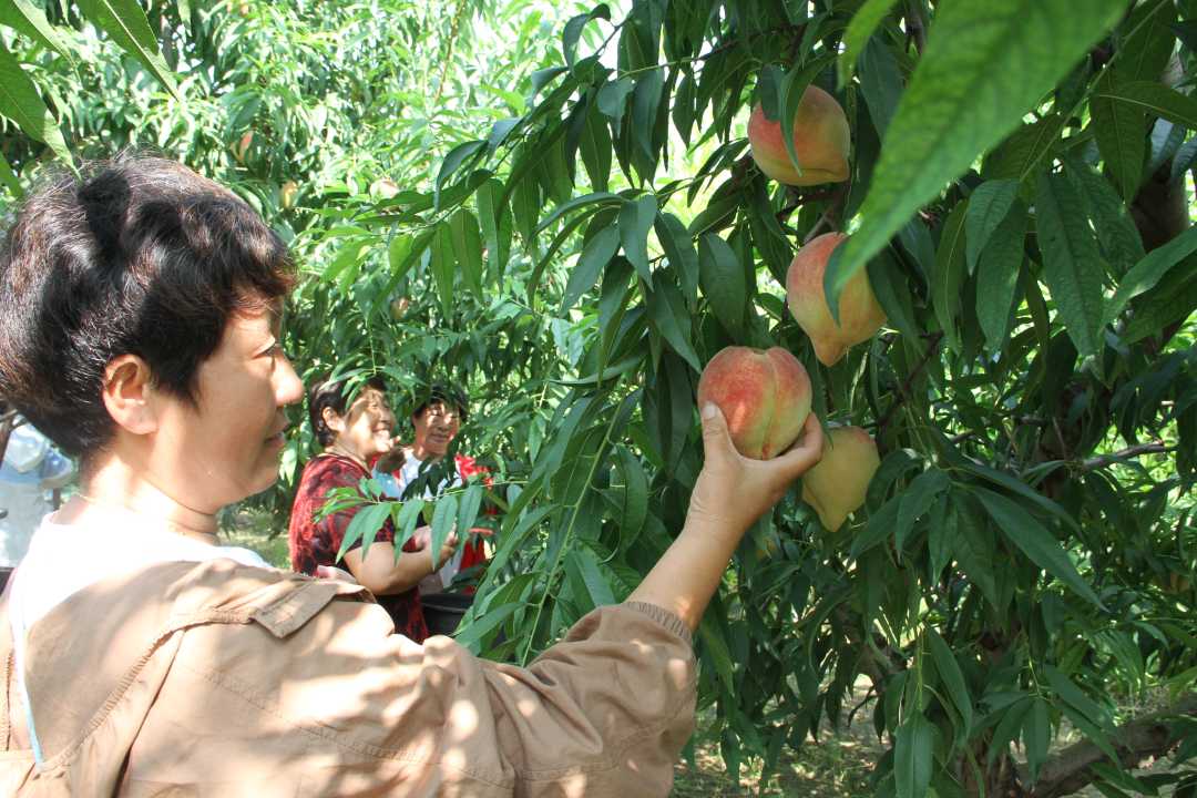 游客组团到桃园采摘蜜桃.任玉静摄