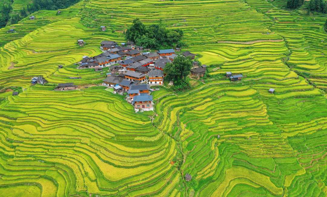 (大美中国)梯田美景