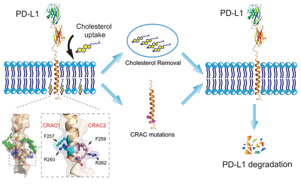 胆固醇调控PD-L1稳定性和降解的示意图