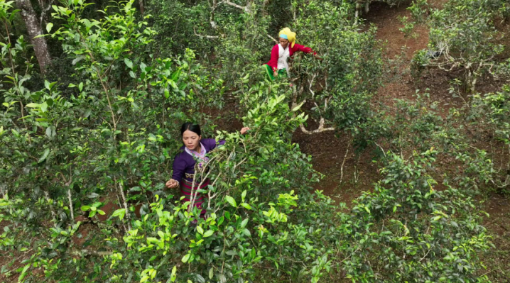 ▲景迈山万亩古茶园内，“90后”布朗族茶农玉公砍和她的母亲正在采茶。 陆煜/摄