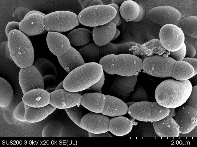 解乳酸己小杆菌jnu-wly1368扫描电子显微镜照片