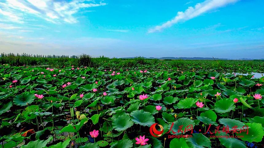 白洋淀"十里荷香"惹人醉|白洋淀_新浪财经_新浪网