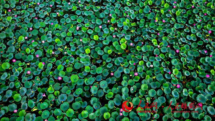 鸟瞰白洋淀十里荷塘.高腾摄