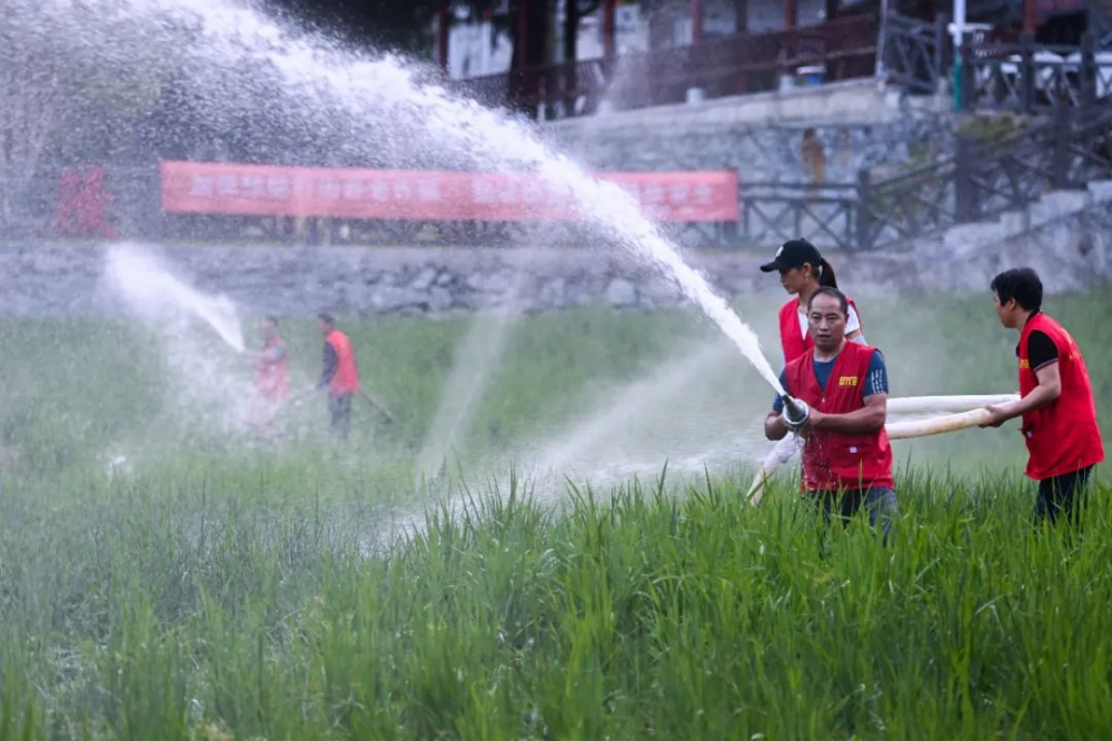 在浙江省淳安县屏门乡金陵村徐家庄自然村的高山生态旱稻田内，党员志愿者在浇灌稻田。