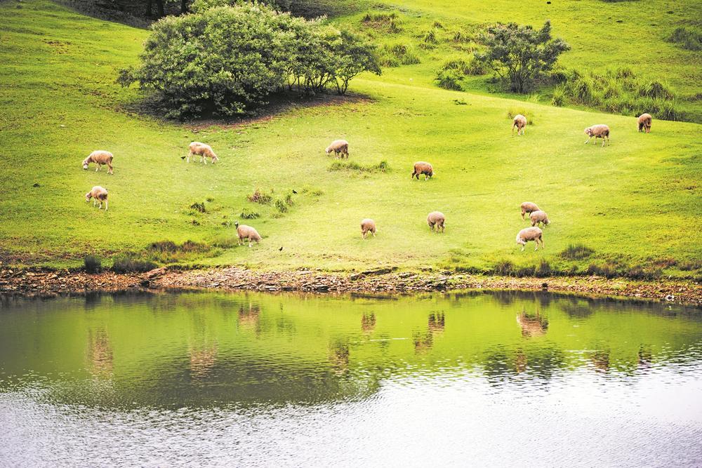 车停满了"井楠茗宿",带着孩子的三口之家扎推在夜色中的"大柳草场",牵