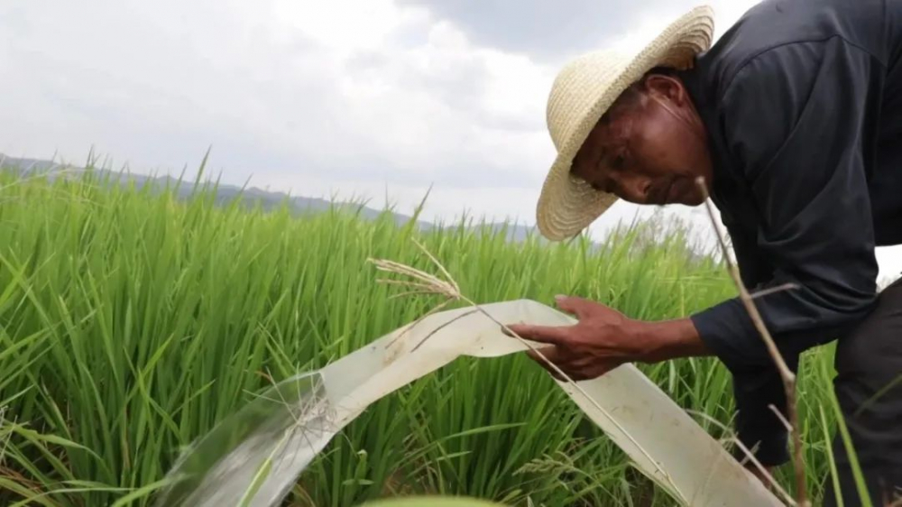 江西省瑞昌市农民在为受旱的水稻田浇水。范磊摄