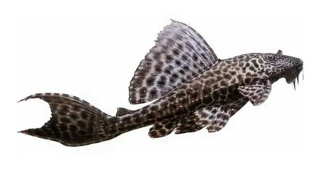 除了鳄雀鳝,还有这些外来入侵水生动物要警惕