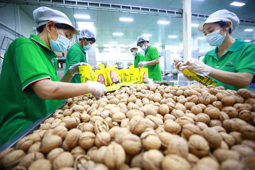 临城县绿岭公司员工对加工的核桃产品进行分拣包装.王永周摄