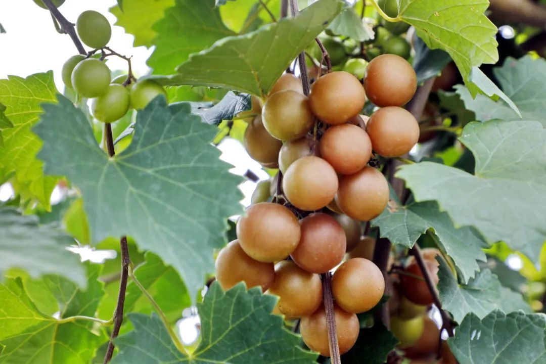 金山葡萄"新贵"来啦!