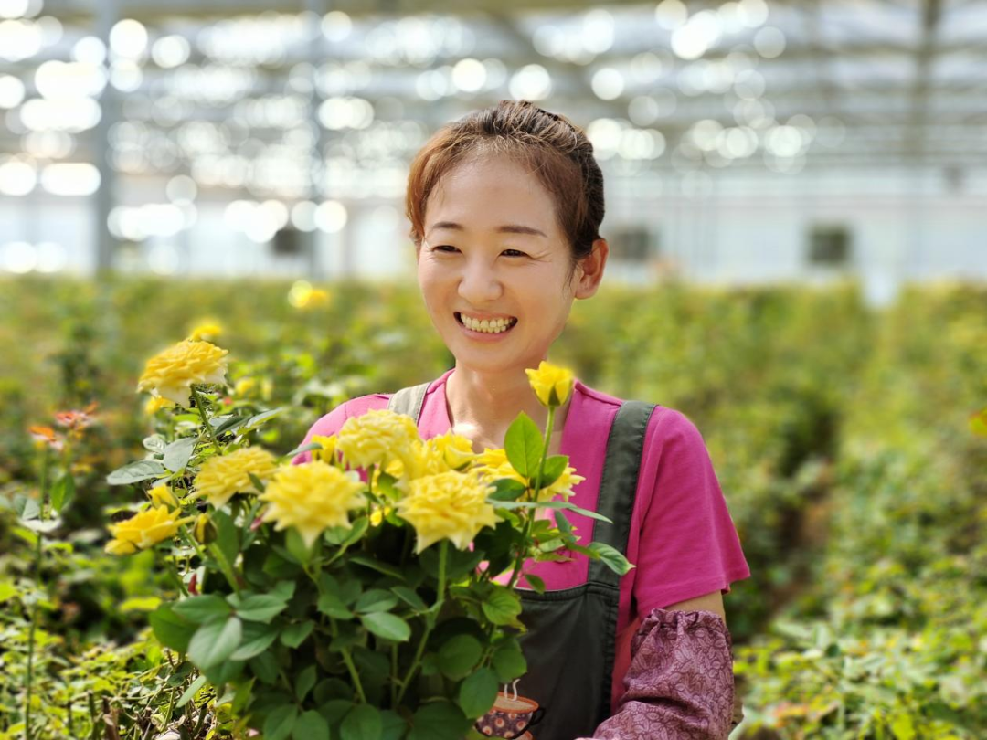 在邱县玫瑰产业园,工作人员正在展示刚采摘下的玫瑰花.孙海峰摄