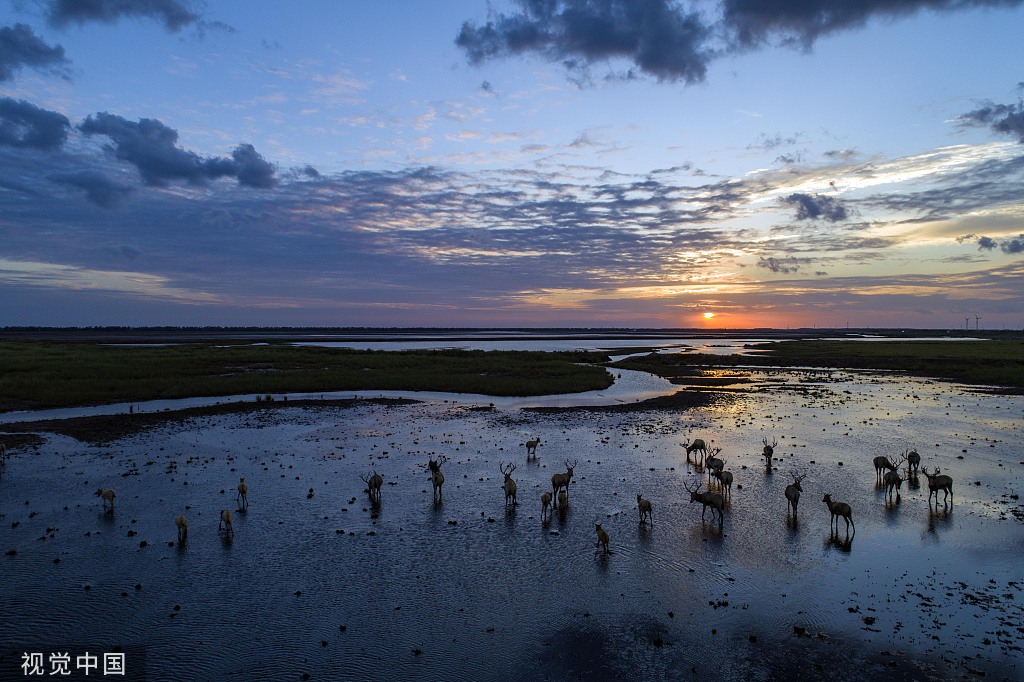 2020年10月7日,江苏省盐城市大丰黄海野麋荡中的麋鹿在湿地中自由的