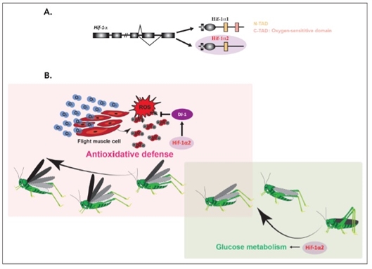 Hif-1α2蛋白的特征及其作用原理。受访者供图