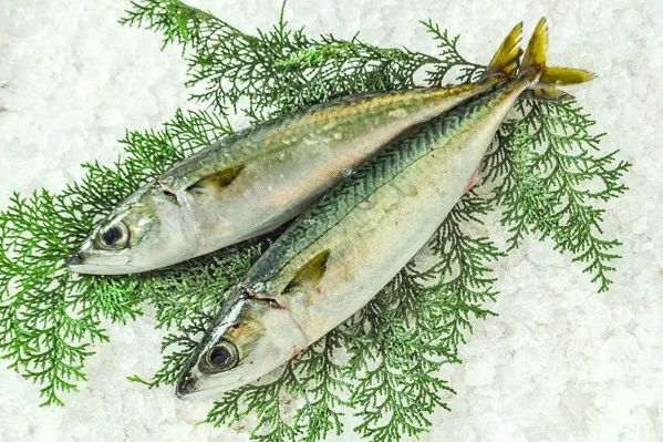 图1鲭鱼(日本鲭)(图片来自网络)