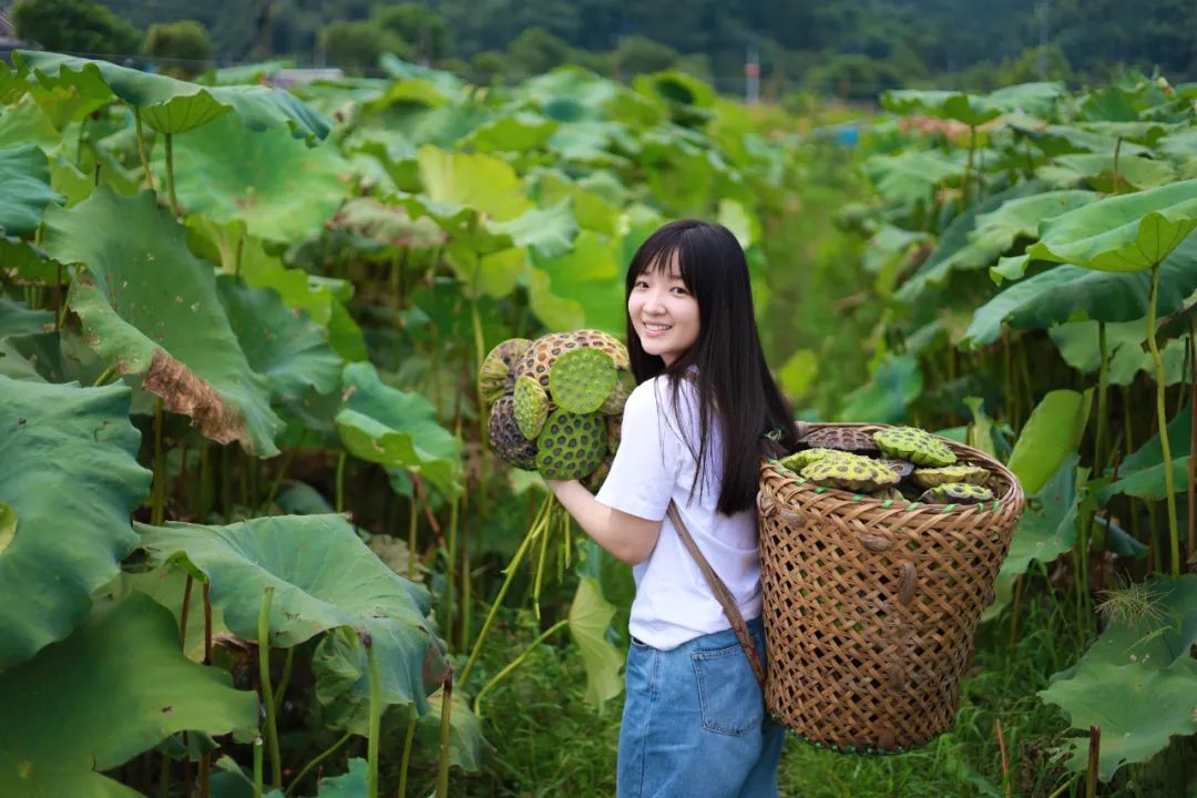 2022年8月31日,连山壮族瑶族自治县永和镇,游客体验莲蓬采摘.