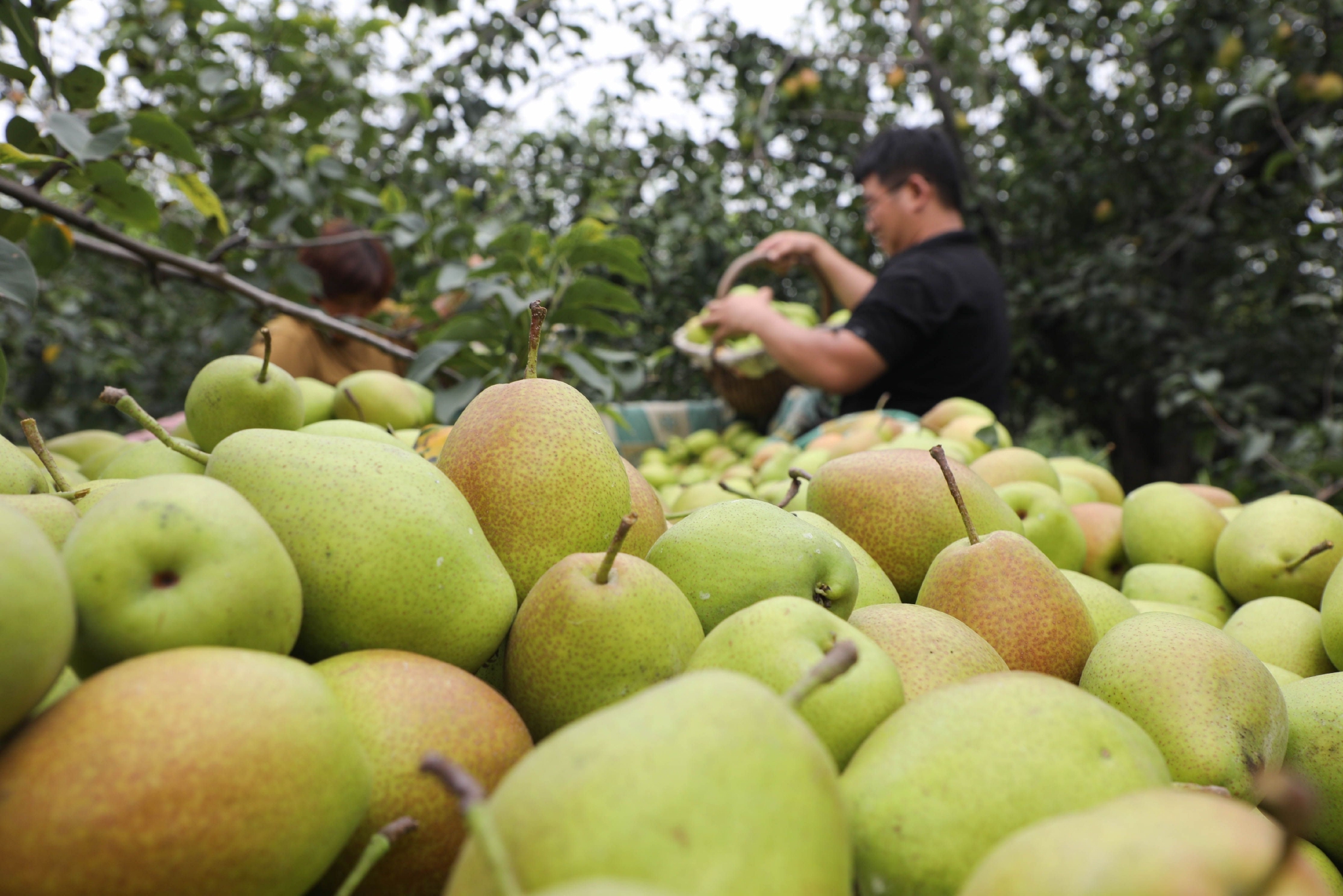 河北省石家庄市赵县范庄镇秀才营村梨农正在采摘红香酥梨.朱涛摄