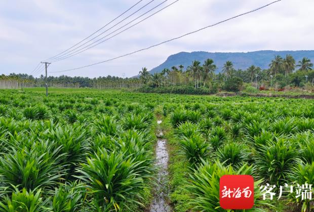目前,该合作社投资种植以及联合种植的规模达到上万亩,合作社收购站