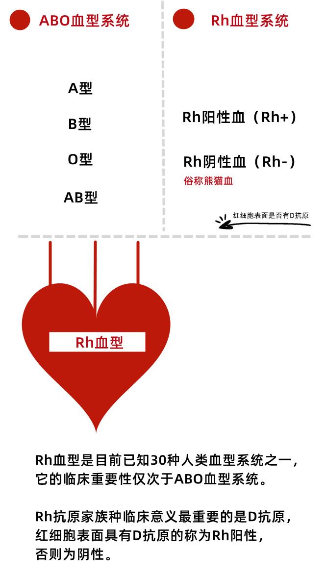 此次江苏的患者不仅仅是rhd阴性,而且其abo血型是o型,红细胞表面没有