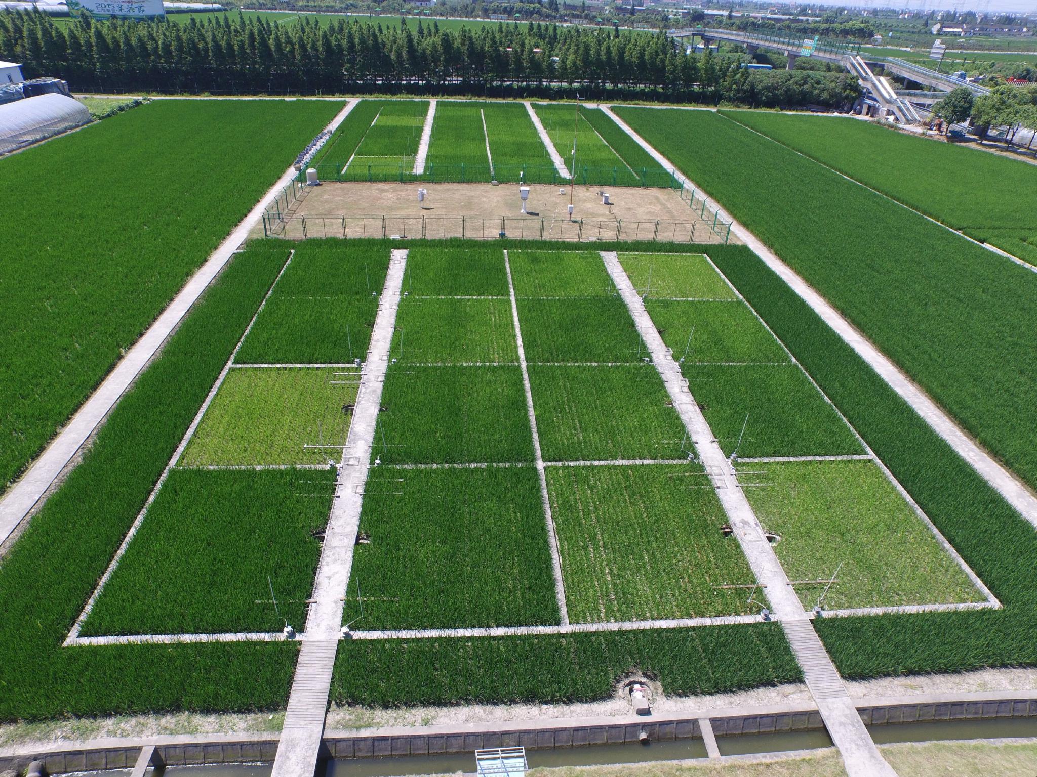 上海市郊有块特殊试验田,不种粮不种菜,只为摸清一粒米背后的"碳账本"