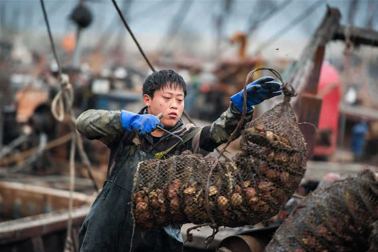 图为渔民在收获扇贝.揣连海摄