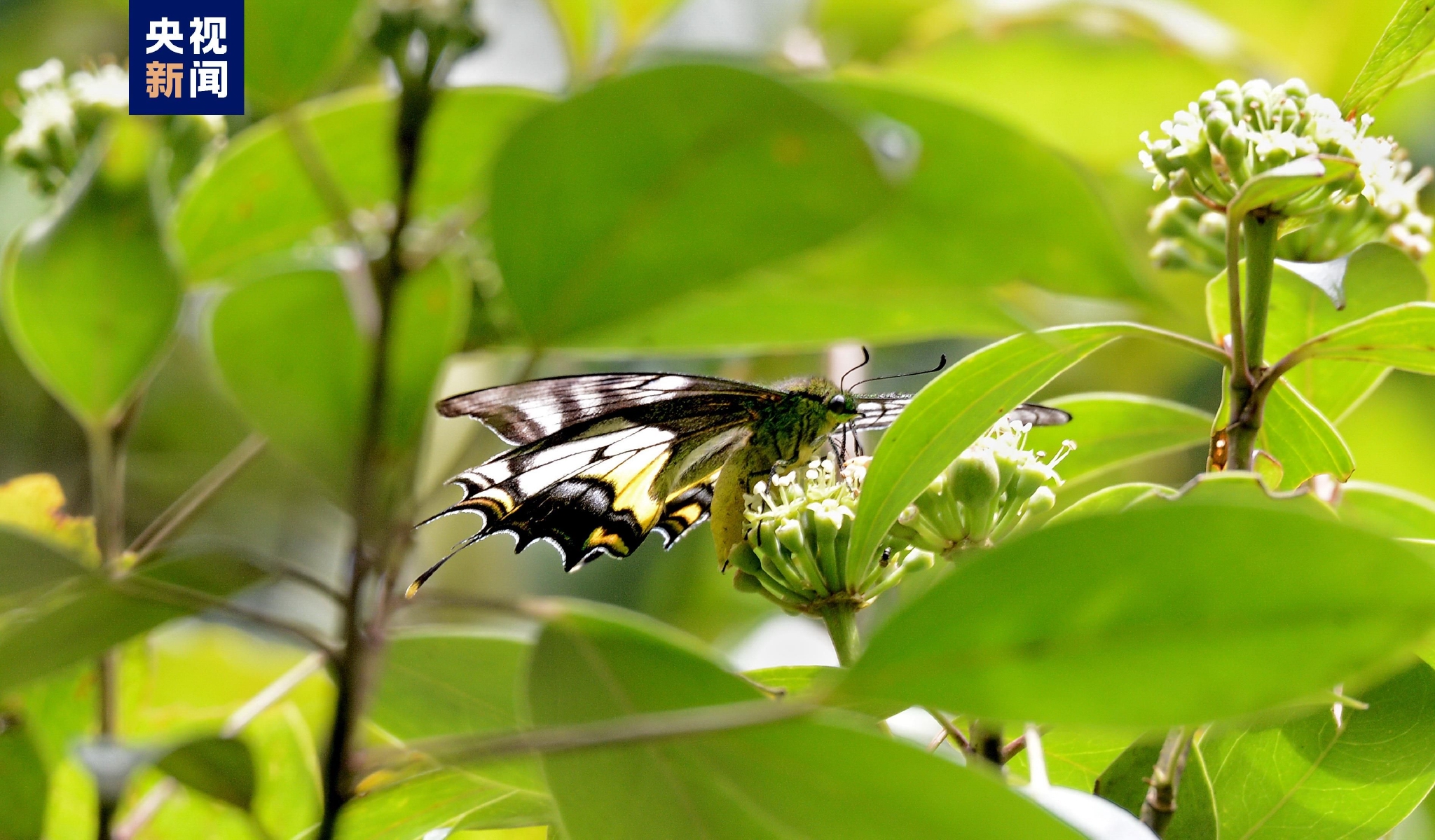 天宝岩国家级自然保护区首次拍摄到金斑喙凤蝶雌蝶珍贵视频|福建省