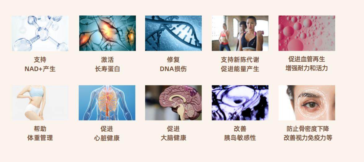 　　(引自《NMN品类发展白皮书》，哺乳动物实验结果)