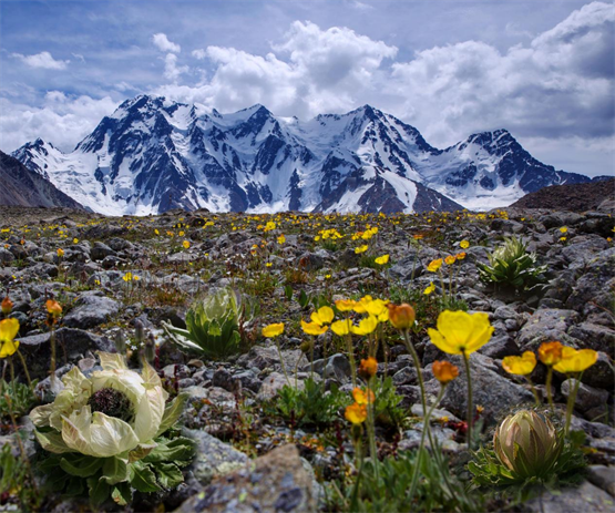 正如《本草纲目拾遗》描述那般:"此生寒极之地而性热,二气有偏胜无偏