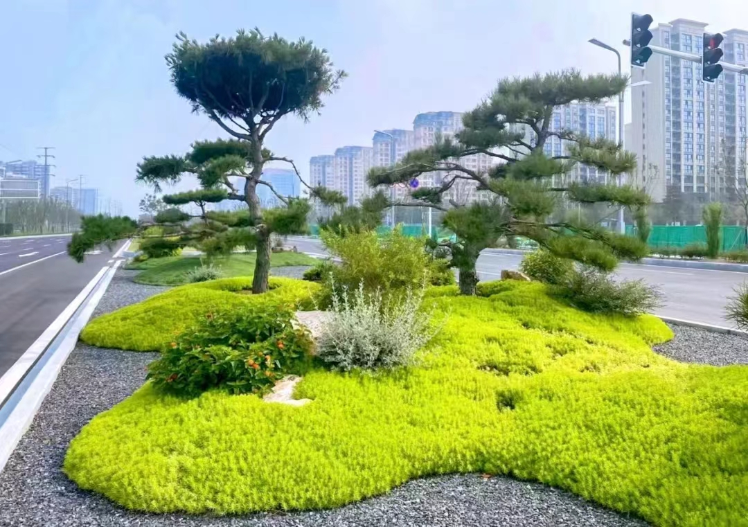 佛甲草在各类景观中的应用