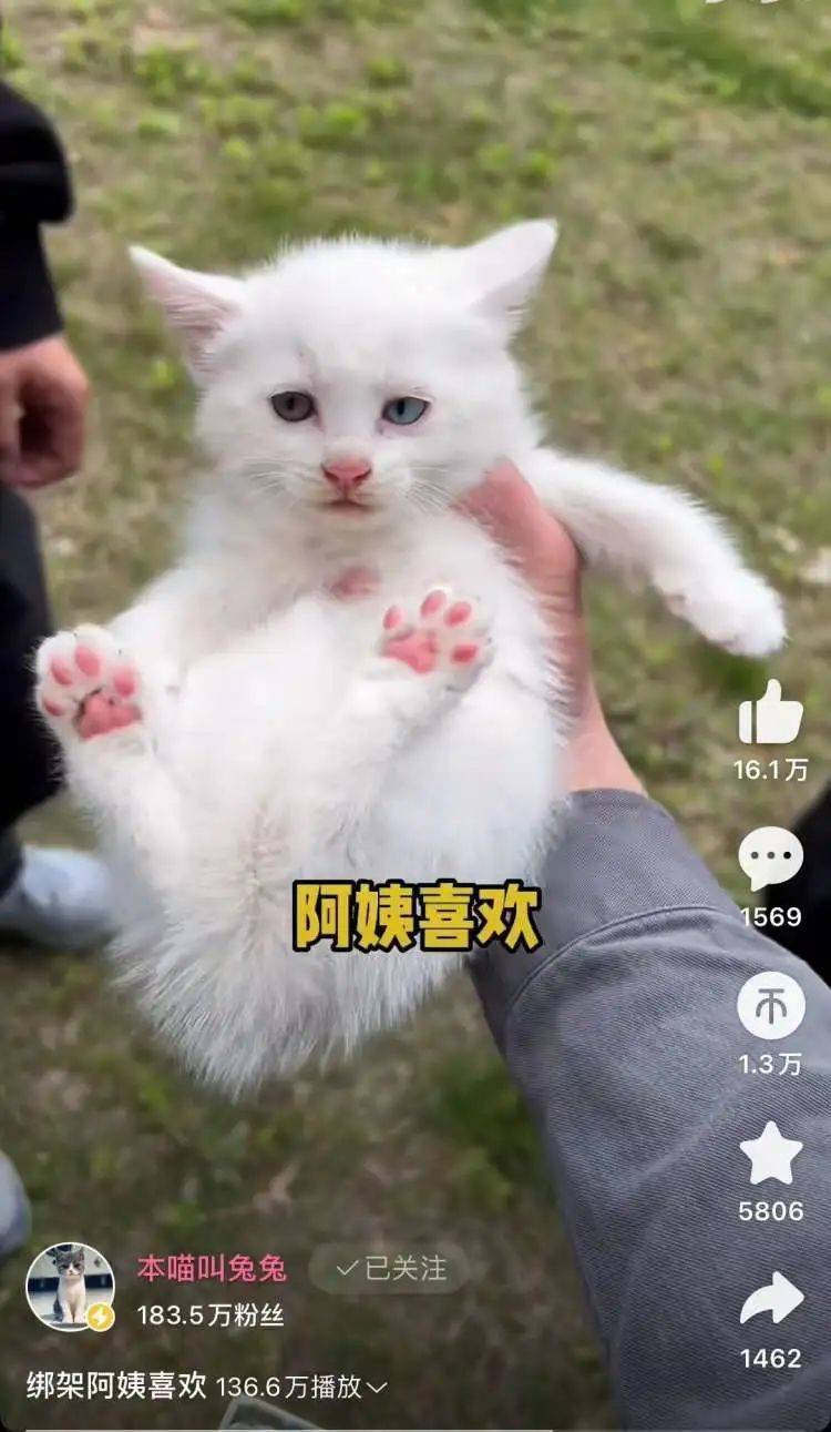 @本喵叫兔兔 獨特的取名方式讓觀眾們津津樂道。/@本喵叫兔兔B站視頻截圖