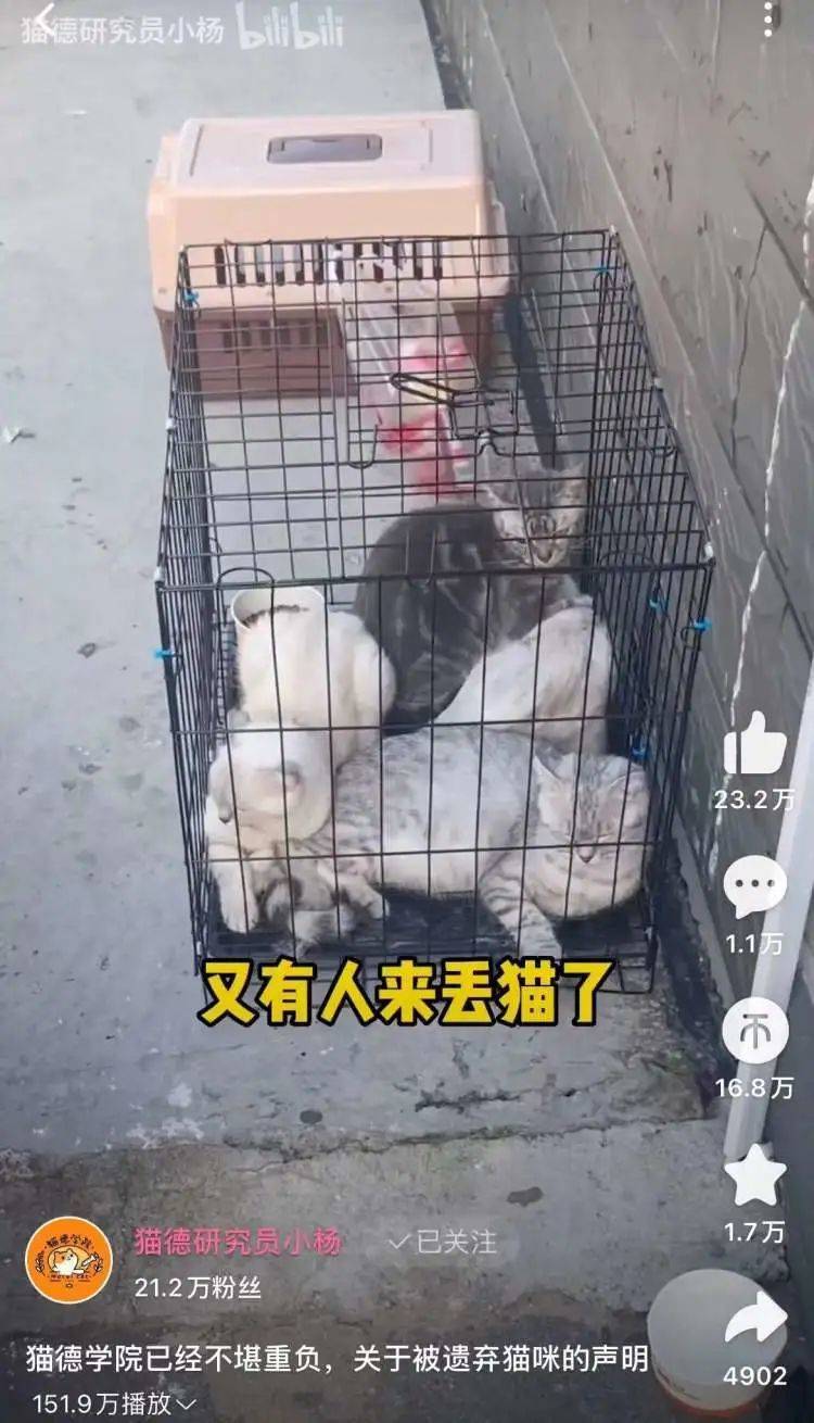 貓德動物醫院門口，有人一次性丟了四隻貓，其中一隻已懷有三子。/@貓德研究員小楊B站視頻截圖