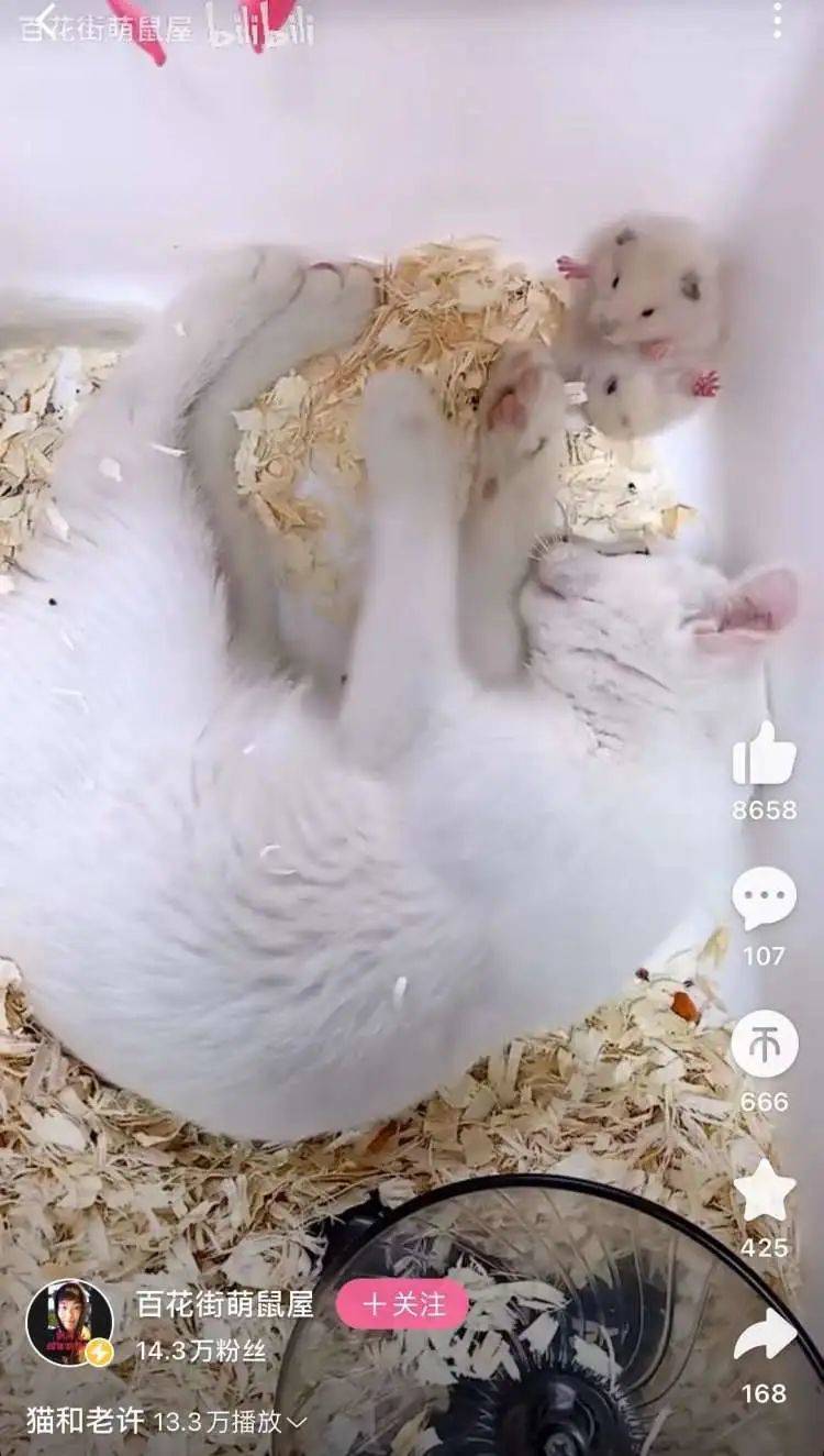 求倉鼠的心理陰影面積…… /@百花街萌鼠屋B站視頻截圖