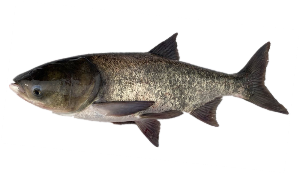 "中科佳鳙1号" 受访者供图